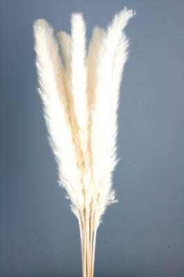 Pampas Grass (Pluma Decorativa)  White/Cream (50 60cm long, approx 20pcs per pk)