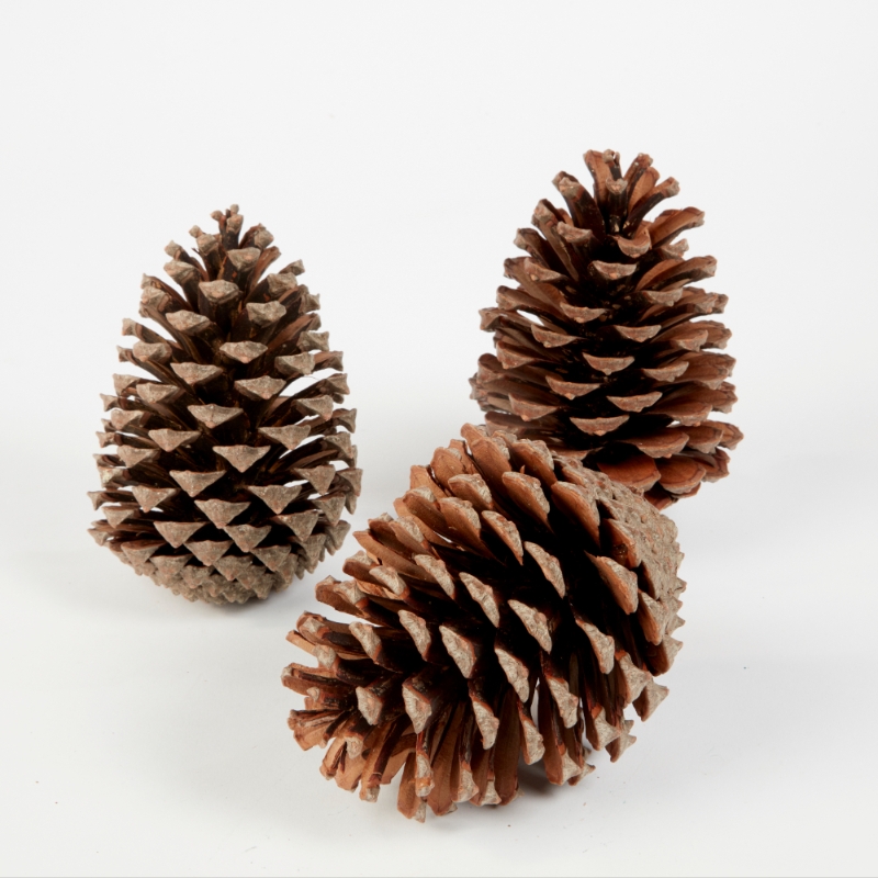 Austriaca Florist Fir Pine Cones Natural 1Kg