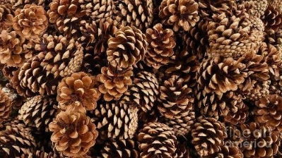 Austriaca Florist Fir Pine Cones Natural 1Kg