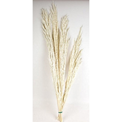 Cana Silvestre   White (approx. 90cm long 6pcs per pack)