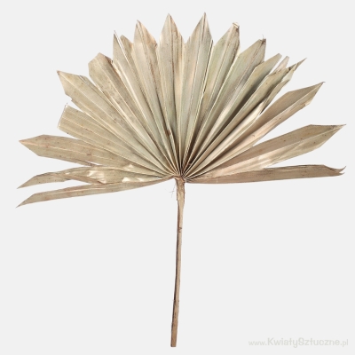 Gilded Palm Sun Spear