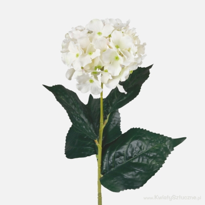 Hydrangea White