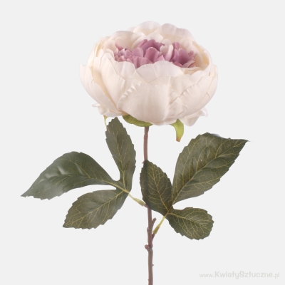 Peony Ivory