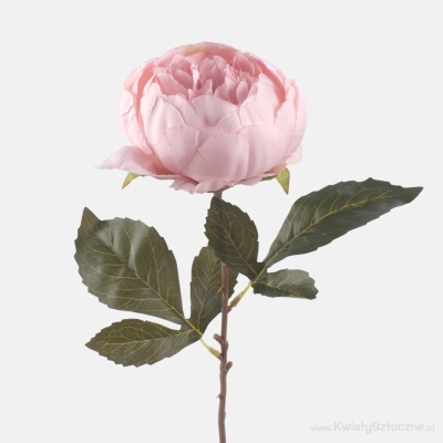 Peony Light Pink