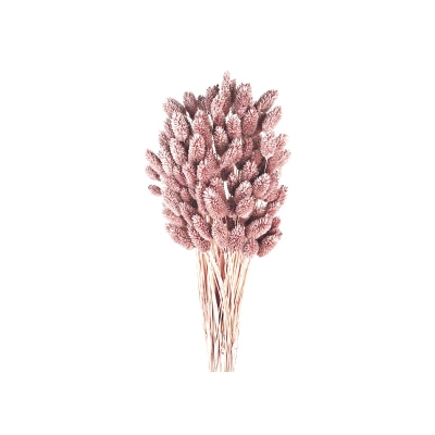 Phalaris   Antique Mauve (80cms long, 150g per pk)