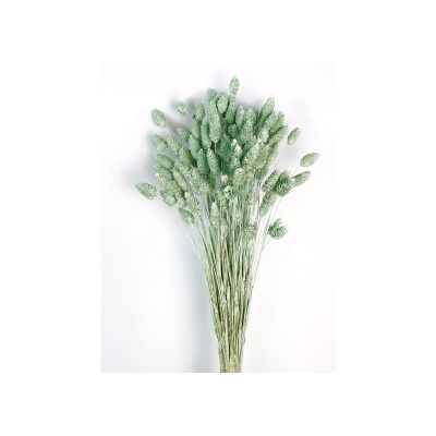 Phalaris   Dusty Green (80cms long, 150g per pk)