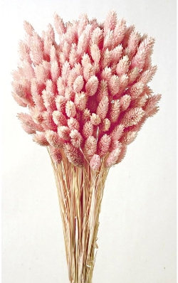 Phalaris   Light Pink (80cms long, 150g per pk)