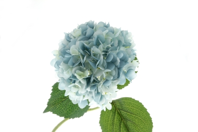 Single Hydrangea   Light Blue (19cm diameter, 82cm long)