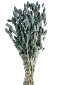 Phalaris   Grey Blue (80cms long, 150g per pk)