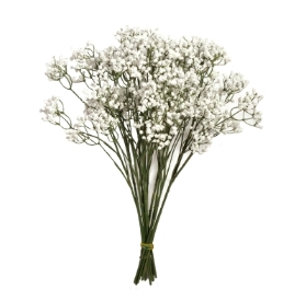 48CM GYPSOPHILA STEM X 12 IN BAG