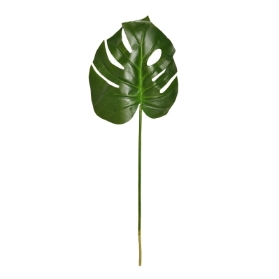 65X25CM SPLIT PHILODENDRON LEAF STEM