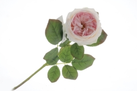 Garden Rose   Light Pink (50cm long)