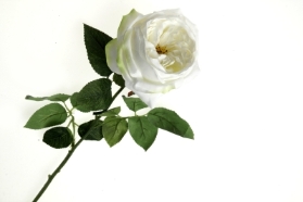 Garden Rose   White (50cm long)