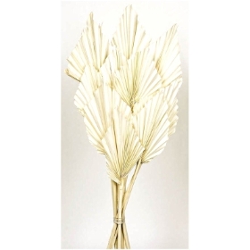 Palm Spear White (10pcs per pk)