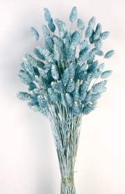 Phalaris   Dusty Blue (80cms long, 150g per pk)