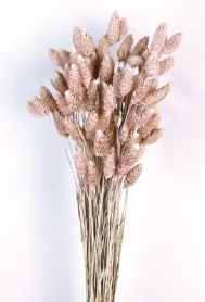 Phalaris   Dusty Pink (80cms long)