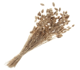 Phalaris   Gold (80cms long, 150g per pk)