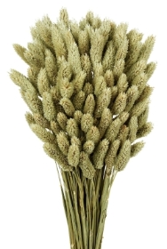 Phalaris   Natural (80cms long, 150g per pk)