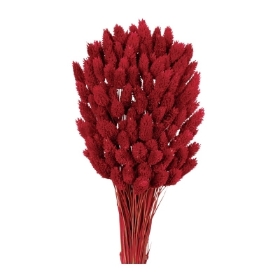 Phalaris   Raspberry (80cms long, 150g per pk)