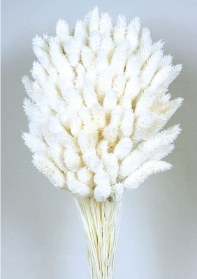 Phalaris   White (80cms long, 150g per pk)