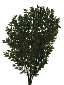 Preserved Ruscus   Green (70 80cm long, 150g)