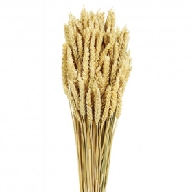 Wheat   Natural 60cm tall