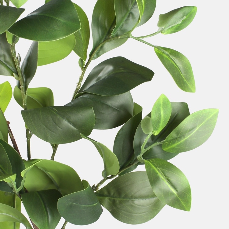 90cm Green Clusia Leaf Greenery