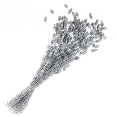 Phalaris  Silver (80cms long, 150g per pk