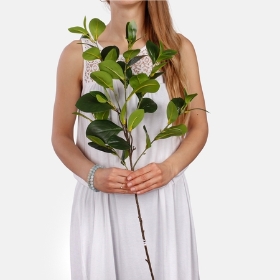 90cm Green Clusia Leaf Greenery